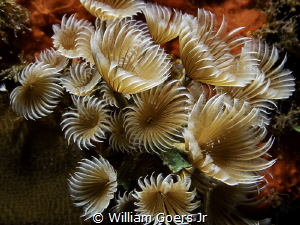 Bispira Brunnea (Social Feather dusters) flowing with the... by William Goers Jr 